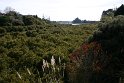 Waiuku estuary choked with mangroves.