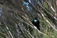 Tui in the Kanuka bush.