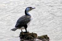 New Zealand Pied Shag. (2)