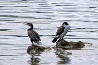 New Zealand Pied Shag.