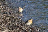 Pair of Dotterels