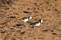 Pair of Pied stilts