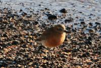 Male dotterel