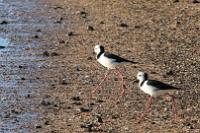 Pair of Pied stilt