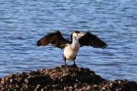Pied Shag