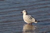 Red billed gull