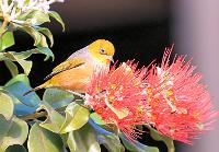 Silvereye