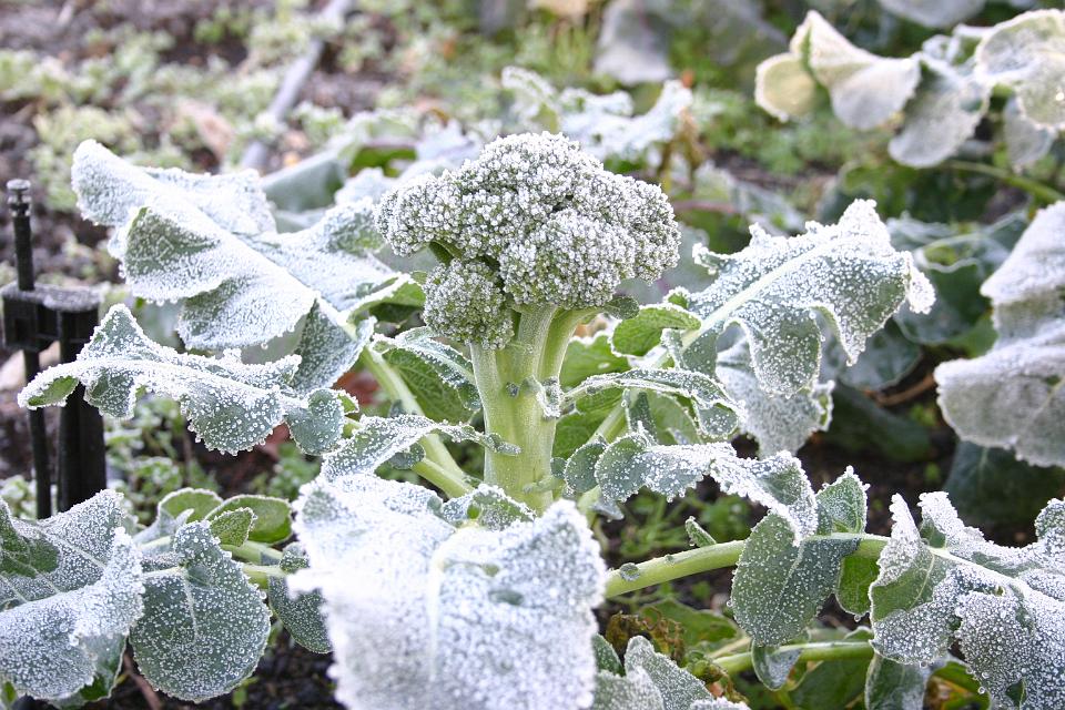 Click for original image