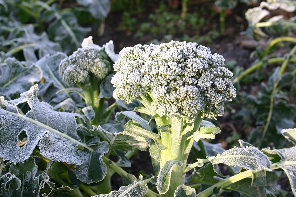 Click for original image