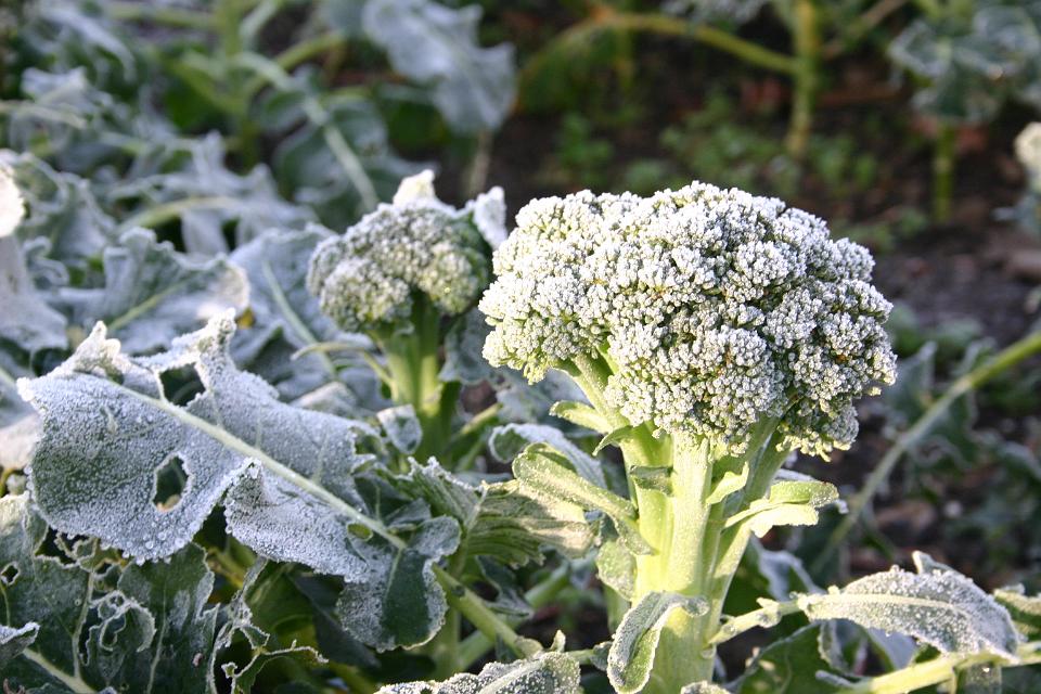 Click for original image