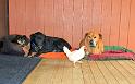 Looks like our dogs are not fazed by the chicken.