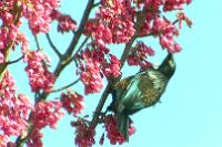 The colours of the Tui are really stunning.