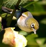 Look who is pinching my figs.