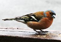 I could almost touch this little fella. It was less than an arms length away.
