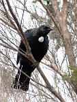 Looks like I invaded this Tui's territory, the way he looks at me...