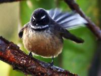 The Fantail is a difficult bird to photograph. They sit never still.
