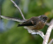 fantail(2)