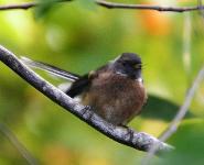 fantail(3)