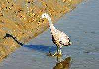 heron(1)