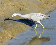 heron(2)