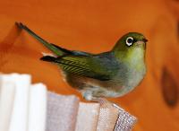 This little fella sneaked inside the house. It was amazingly tame.